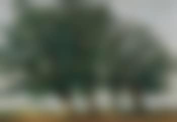 Quatre Grands Arbres (preview)