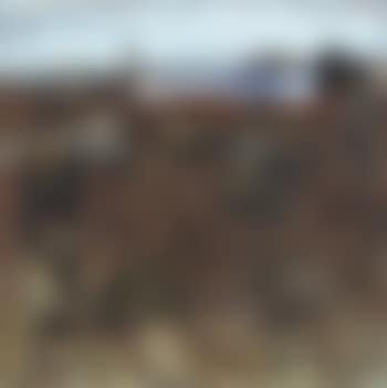 Cornfield group (preview)