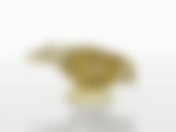 Pigeon (preview)