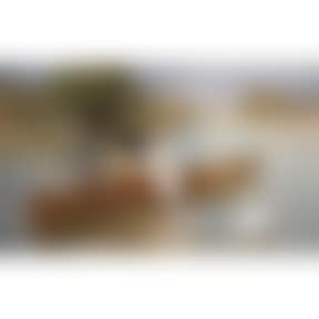Rowing on the Seine (preview)