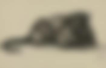 Panthère noire couchée (preview)