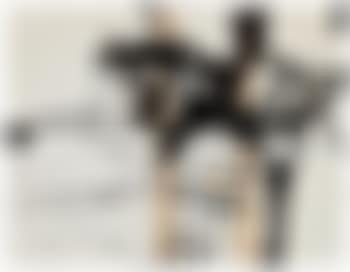 Untitled (preview)