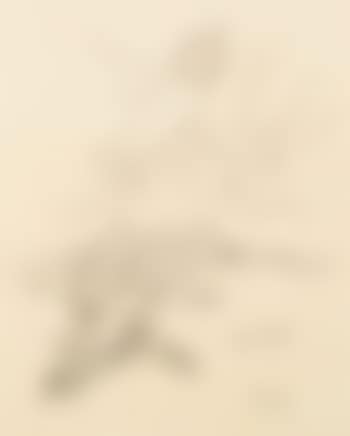 Massaker (preview)