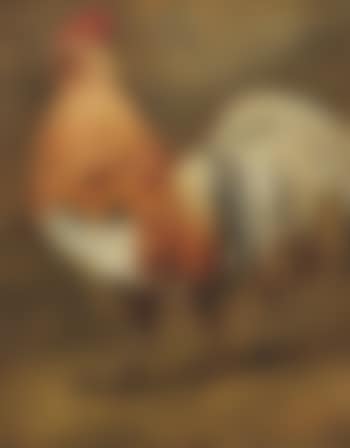 Le Grand Coq (preview)