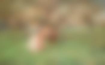 SFE-076 (preview)