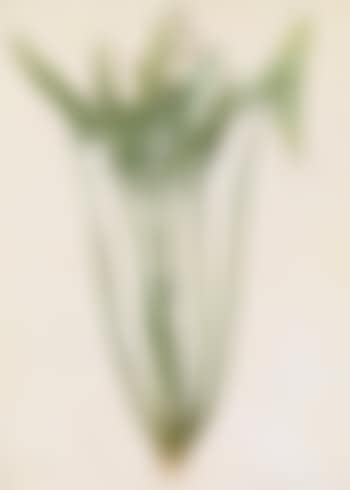 279: Sagittaria sagittifolia (Arrowhead) (preview)