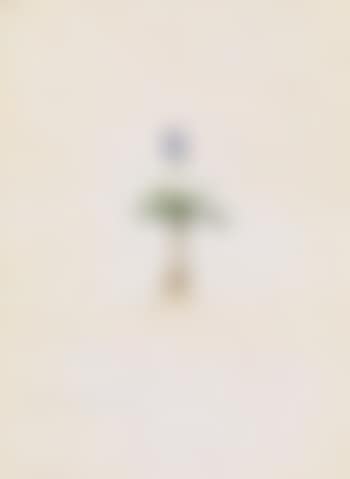 321: Scilla lingulata (North African Bluebell) (preview)