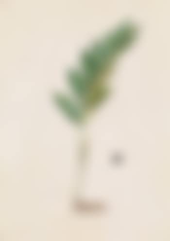 258: Polygonatum vulgare (Sweet-scented Solomon's Seal) (preview)