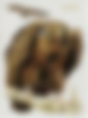 Geier (preview)