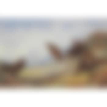 Red Grouse on a high moor (preview)