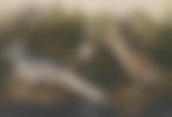The Birds of America (preview)