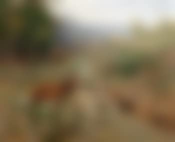 Herd of red deer in a forest glade (preview)