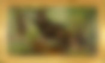 Forest Interior (preview)