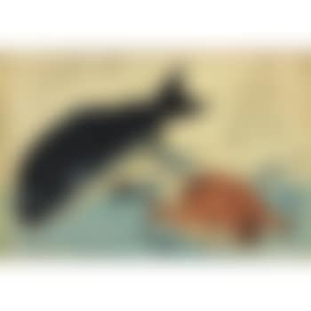 Kurodai kodai (preview)