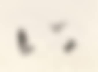 Ohne Titel (Socke) (preview)