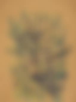 Fichte (preview)