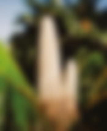Microcycas calocoma (Cycads series) (preview)