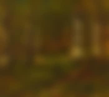 Sunlit Woodland Scene (preview)