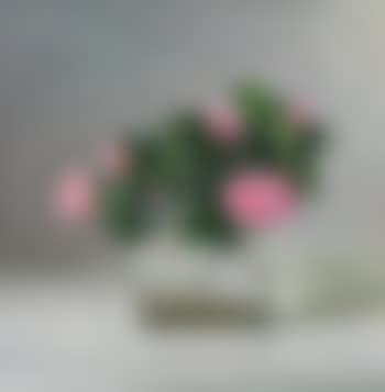 Camellia II (preview)
