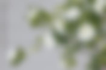 Camillia and Birds (preview)