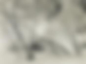 Winter - Yosemite (Alders in Snow) (preview)
