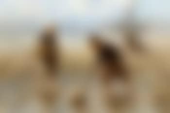 Spelende kinderen op het strand - Enfants jouant sur la plage (preview)