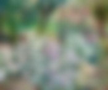 Asters aan de Leie - Groupe d'asters (preview)