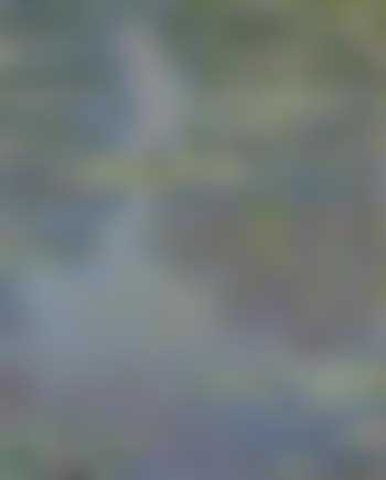 Nymphéas (preview)