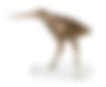 Curlew (preview)