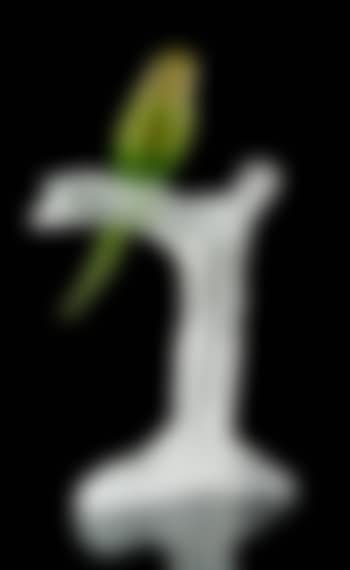Perruche sur une branche (preview)