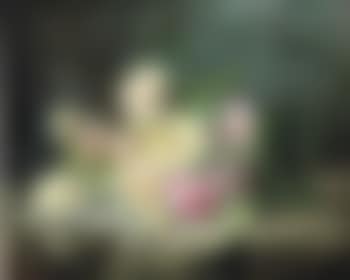 White and pink roses on a forest floor (preview)