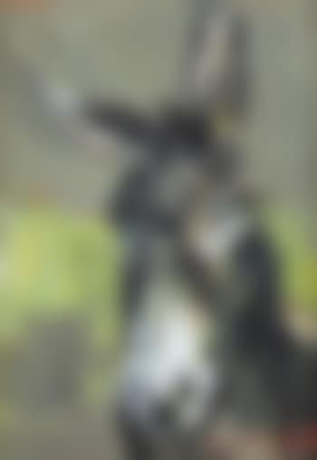 The wonky donkey (preview)