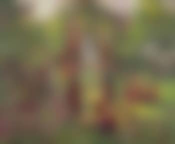 Preparing Offerings (preview)