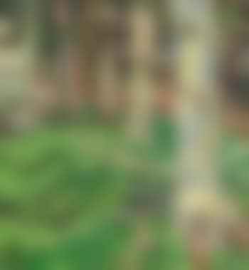 Woods and Rocks (preview)