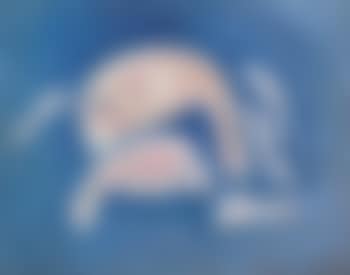 Fish in The Sky (preview)