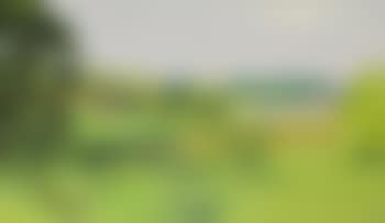 The Horse in The Meadow (preview)