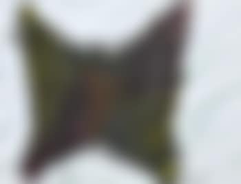 Rainforest Butterfly no. 9 (preview)