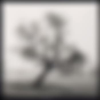 Arbre, Leuze (preview)