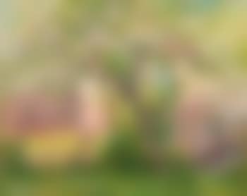 Cherry tree (preview)