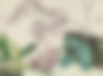 Orchid (preview)