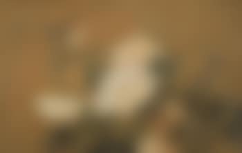 Birds (preview)