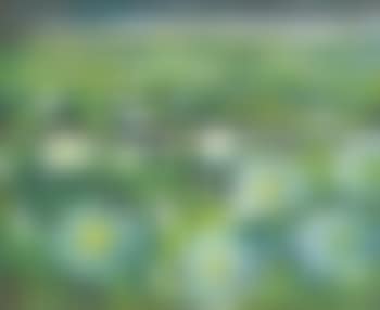 Lotus Pond (preview)
