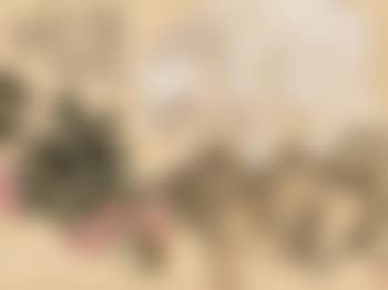 Cat (preview)