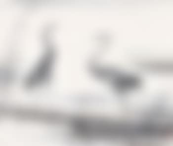 A Pair of Egrets (preview)