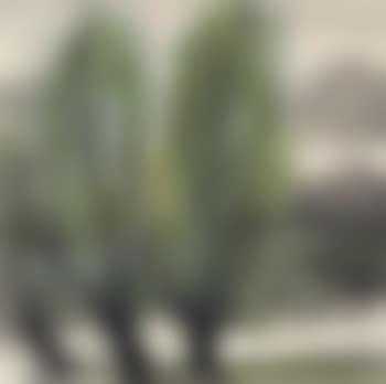 Willows by the Lake (preview)