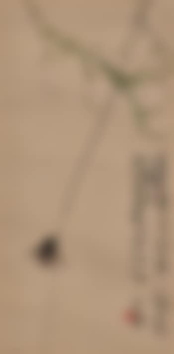 Cicada on Willow (preview)