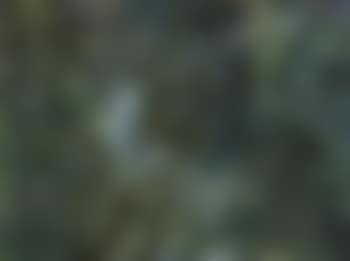 Rainforest with filtering sunlight (preview)