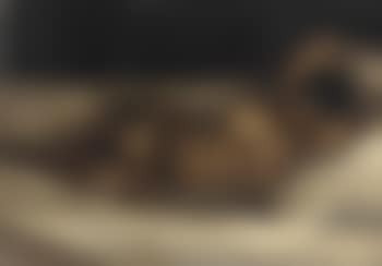 Reclining nude (preview)