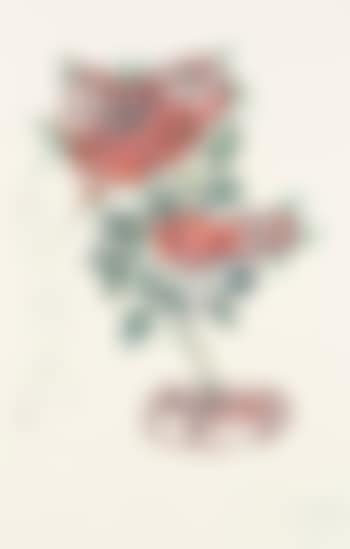 Rosa et morte floriscent (preview)