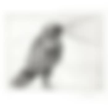 Horus (preview)